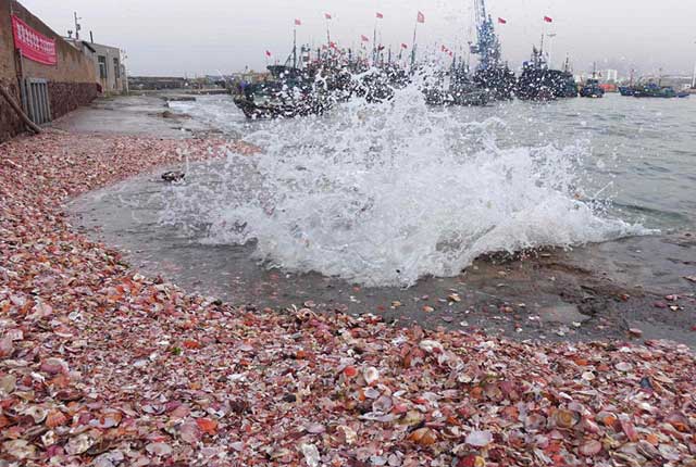 青岛逢天文大潮 大量贝壳被海浪卷上码头