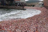 2018年7月15日，青岛西海岸大湾渔港，大量贝壳被海浪席卷上码头。
