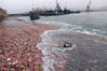 2018年7月15日，青岛西海岸大湾渔港，大量贝壳被海浪席卷上码头。
