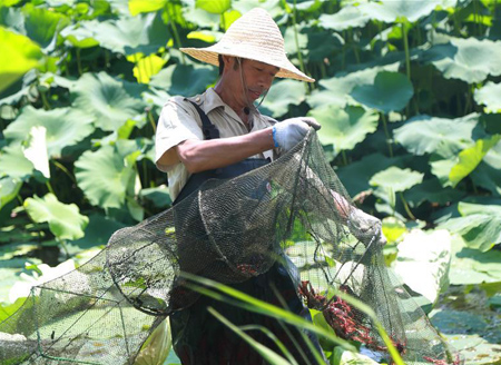 Crayfish raising: way of ecological aquaculture promoted in E China's Jiangsu