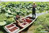 Villagers collect crayfish in a lotus pond at Zhongyang Town of Suqian City, east China's Jiangsu Province, July 14, 2018. Villagers in Zhongyang Town explore ways to increase incomes. They develop ecological aquaculture by raising crayfish in lotus pond as crayfish has become one of the most popular dishes in China.