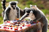 2009年3月18日，在苏格兰爱丁堡动物园，几只狐猴正在享受美味的生日蛋糕。为了庆祝爱丁堡动物园的所有者苏格兰皇家动物学会成立100周年，动物园里的狐猴们大饱了一次口福。