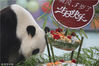 2012年8月19日，山东烟台，大熊猫“清风 ” 在自己“成人礼生日会”上品尝蛋糕 。