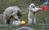 当地时间2014年12月9日，德国慕尼黑，海拉布伦动物园中一对一岁大的双胞胎北极熊开生日派对，获交通锥标和鲜果冰块作生日礼物。
