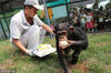 2015年07月26日，山东烟台，南山公园“小动物生日会”举行，黑猩猩“美美”迎来5周岁生日。