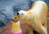 当地时间2015年12月16日，新加坡，新加坡动物园北极熊Inuka迎来25岁生日，享用冰沙水果大餐。动物园举办为期10天的生日活动，并举办摄影展，以提醒公众对于北极熊自然栖息地环境的关注。