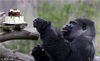 当地时间2017年4月12日，英国肯特郡阿什福德，Ambam是林姆尼港野生动物园里最大的银背大猩猩，正享用着一块双层蛋糕，这是特意为庆祝它27岁生日而准备的，由胡萝卜和煮鸡蛋制成。