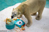 当地时间2017年12月26日，新加坡，新加坡动物园为北极熊Inuka过27岁生日。
