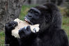 当地时间2018年4月13日，德国柏林，欧洲年龄最大的大猩猩Fatou在柏林动物园内享用61岁生日蛋糕。