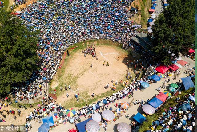 贵州黔东南举办“六月六”民俗活动  村民欢聚一堂观看斗牛