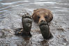 2013年7月22日消息（具体拍摄时间不详），加拿大不列颠哥伦比亚，炎炎夏日，一只灰熊泡在水中消暑，它将双脚浮在水面上，看起来心情好极了！chinafotopress/视觉中国