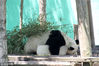 2017年6月15日，在山东省荣成市西霞口野生动物自然保护区里，一只大熊猫躺在空中凉棚里抱着冰块午休。林海珍/视觉中国