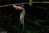 2018年7月20日，浙江温州，蝉的幼虫在不见天日的地下至少生活一年，才能破土爬上树干，褪去幼稚的蛹衣羽化成虫。