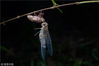2018年7月20日，浙江温州，蝉的幼虫在不见天日的地下至少生活一年，才能破土爬上树干，褪去幼稚的蛹衣羽化成虫。