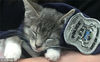 2018年7月2日讯（具体拍摄时间不详），美国特洛伊，美国特洛伊市警察局新招了一只小猫。这只猫是从密歇根动物保护协会的5只小猫中脱颖而出的。警局以治疗为目的“招录”了这只小猫，并带它与公众见面。警长梅根⋅雷曼表示，警方还希望提升人们收养小动物的意识。警局将向当地学生征集小猫的名字，名字最终将在推特上通过投票决定。据悉，特洛伊市警局“录用”这只小猫是为了履行自己的承诺。该局曾表示，如果到4月份，警局在推特上的粉丝达到1万人，他们就会在警队中新招一只小猫。结果仅仅8天的时间，该警局推特上的粉丝就由4000人涨到10000人。SWNS/视觉中国