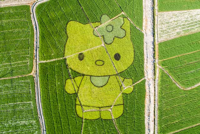 安徽黄山：稻田里种出“凯蒂猫”、“小猪佩奇” 巧手农民创意多