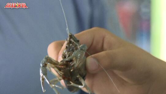 阳澄湖边惊现蓝色小龙虾 通体发蓝让人惊奇