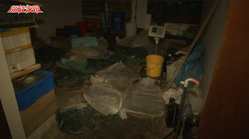 地下车库轿车底盘长蛇盘绕 风机房竟藏了几麻袋蛇