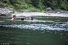 2018年7月29日，贵州省黔东南苗族侗族自治州台江县苗岭山麓翁密河戏水消暑的人们。