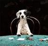 当地时间2018年7月4日，在线扑克运营商“888poker”为纪念赞助 “世界扑克系列赛”（World Series of Poker），将著名油画《狗玩扑克牌》系列翻拍成了狗狗写真。该系列画作由艺术家Cassius Marcellus Coolidge于1894到1910年间绘制。他的油画十分滑稽，诙谐讽刺中透着些超现实主义，带人们走入当时美国中产阶级的生活。在今年举行第49届“世界扑克系列赛”之际，888poker携手Bella，Mitzi，Cleo和Freddie四只狗狗，一同“复刻”了这组经典画作。Newscom/视觉中国