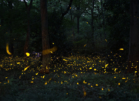 Linggu Temple’s Fireflies Amaze the Midsummer Nights in Nanjing 