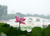 2018年7月8日，北京持续阵雨天气，在玉渊潭公园，雨后盛开的荷花和睡莲更显娇艳、芬芳四溢，美景如画。