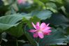 Photo shows the lotus flower in Laozishan Town of Huai'an, east China's Jiangsu Province, July 8, 2018. (Xinhua/Wan Zhen)