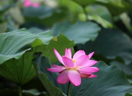 Scenery of lotus pond in China's Jiangsu