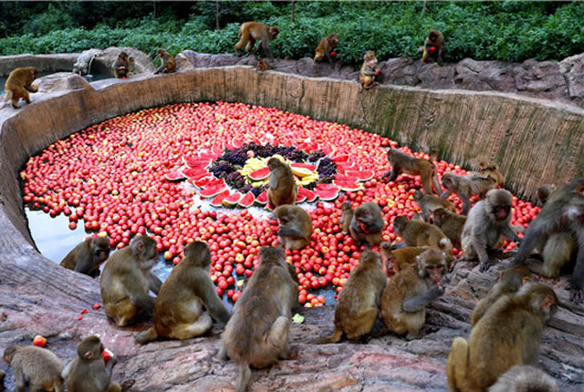 河南济源：千只野生猕猴三伏天享受“豪华”冰镇水果降温消暑