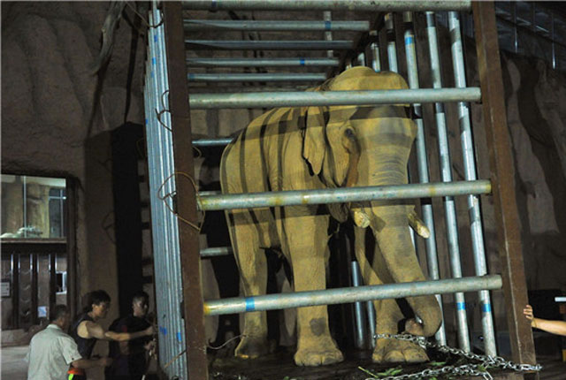 山东青岛：两头亚洲象经2700公里长途旅行抵达新家