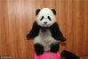 2011年12月28日，四川雅安碧峰峡，中国保护大熊猫研究中心，育幼室里的熊猫宝宝收到“保育员”送来的礼物，“卖萌”迎接新年。李伟/视觉中国