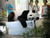 2013年8月06日，武汉，熊猫“伟伟”躺在两块冰上休息纳凉。黑风/视觉中国