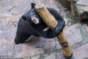 2015年3月9日，浙江杭州，杭州动物园，一只黑熊将一根粗粗的木头当玩具，呆萌的样子引游客发笑。许康平/视觉中国