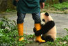 2017年3月18日，重庆市杨家坪动物园内大熊猫幼仔紧抱饲养员大腿卖萌。陈超(重庆分社)/中新社/视觉中国