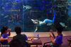 2017年6月14日，在厦门梵尔纳海洋文化主题餐厅里，食客边吃边看“美人鱼”表演。据了解，该餐厅是一家以海洋文化为主题的餐厅，餐厅内有直径9米的圆柱型水体及长达80米的海洋观景带，上百种海洋生物在其中游弋。此外，餐厅还特邀俄罗斯专业芭蕾舞者，在水中翩然起舞。  吕明(福建分社)/中新社/视觉中国
