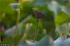 2018年8月15日，正值末伏时节，南京玄武湖的大部分荷花已经凋谢，但是荷叶与莲蓬相映成趣别有一番韵味，偶尔蜻蜓飞过或驻立，这样的美景令人心旷神怡。
