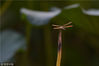 2018年8月15日，正值末伏时节，南京玄武湖的大部分荷花已经凋谢，但是荷叶与莲蓬相映成趣别有一番韵味，偶尔蜻蜓飞过或驻立，这样的美景令人心旷神怡。
