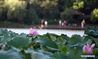 Lotus flowers bloom in the Slender West Lake scenic spot in Yangzhou City, east China's Jiangsu Province, Aug. 14, 2018. (Xinhua/Meng Delong)