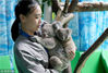 2018年8月16日，南京红山动物园，刚出生不久的考拉小宝宝开始熟悉流动的游客，适应大家的“关注”。