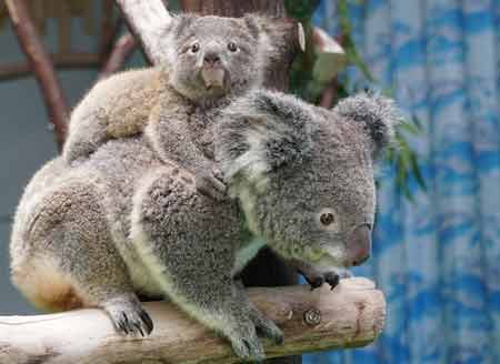 Nanjing welcomes first baby koala