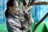 Two koalas which arrived at the Hongshan Forest Zoo in Nanjing during the Spring Festival, China’s Lunar New Year, have given birth to a joey.