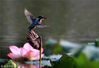2018年8月18日，安徽黄山，一只翠鸟飞落在西递明镜湖内的荷花莲蓬上。