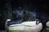 2018年8月19日，浙江省杭州市，杭州野生动物世界，摄影师夜探动物园，观看夜幕下动物们的神秘状态。图为美洲黑豹。