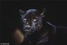 2018年8月19日，浙江省杭州市，杭州野生动物世界，摄影师夜探动物园，观看夜幕下动物们的神秘状态。图为美洲黑豹。