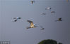 2018年8月21日，江西九江，在鄱阳湖边的矶山湖拍摄的白鹭。