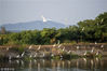 2018年8月21日，江西九江，在鄱阳湖边的矶山湖拍摄的白鹭。