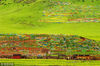 2012年7月16日，西藏，五彩经幡。雷文镇/视觉中国