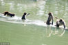 2018年8月4日，广东东莞，香市动物园猴园里的猴子们在水中戏水。