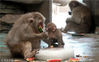 2018年8月7日，郑州，猴子抱着冰块吃西瓜，享受天伦之乐。