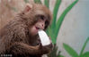 2018年8月7日，郑州，一只猴子热得抱着冰块啃个不停。
